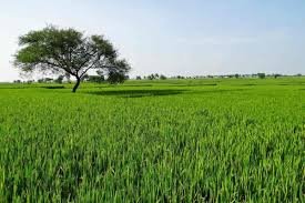Mehak Land